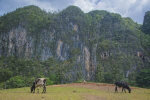 Vacas Valle Viñales